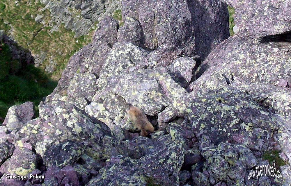 10- marmotta solitaria sulla cima! .jpg